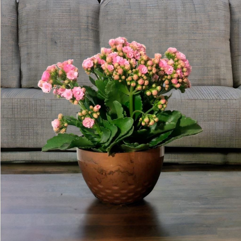 Cachep&ocirc; para Cuia N&ordm; 13 - Dourado